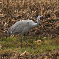 Sandhill Cranes Dec 2012